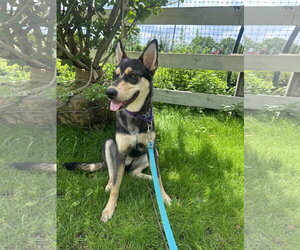 Scout - Female Mutt Dog for Adoption - Photo #3