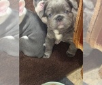 Small #4 French Bulldog