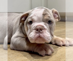 English Bulldog Puppy for Sale in PASADENA, California USA