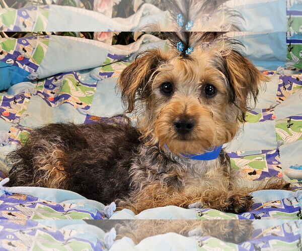 Medium Photo #2 Mutt Puppy For Sale in Bon Carbo, CO, USA