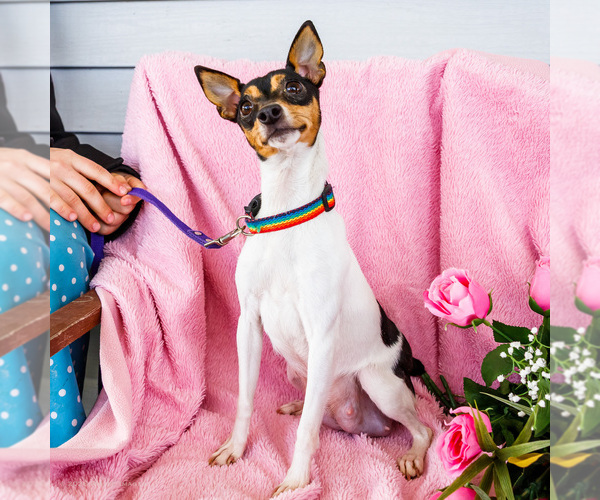 Medium Photo #1 Fox Terrier (Smooth)-Fox Terrier (Toy) Mix Puppy For Sale in WAKARUSA, IN, USA