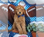 Small Photo #4 Goldendoodle (Miniature) Puppy For Sale in DELTA, PA, USA