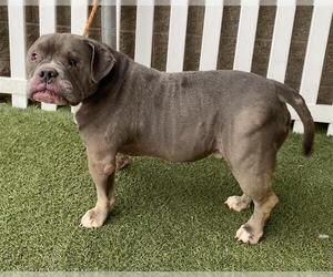 Bulldog-Unknown Mix Dogs for adoption in Modesto, CA, USA