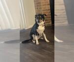 Small Collie Mix