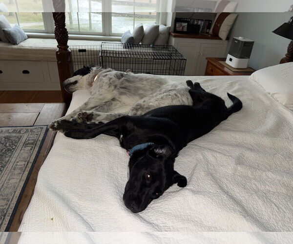 Medium Photo #8 Borador Puppy For Sale in Wakefield, RI, USA