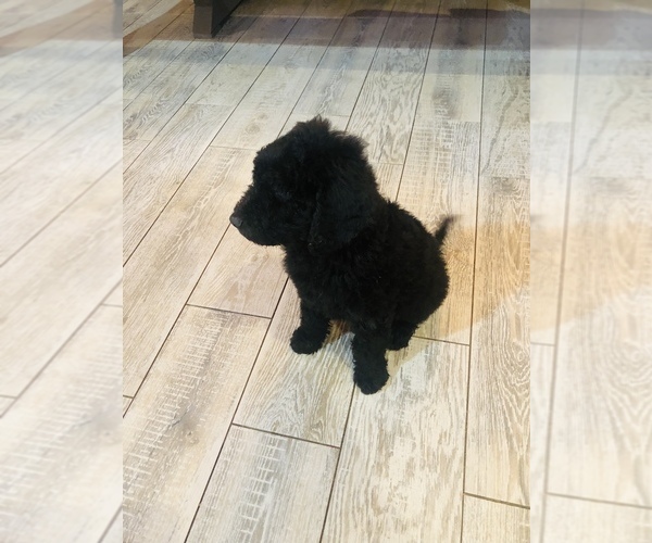 Medium Photo #1 Goldendoodle Puppy For Sale in DOE RUN, MO, USA