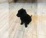 Small Photo #1 Goldendoodle Puppy For Sale in DOE RUN, MO, USA