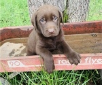 Small Photo #2 Labrador Retriever Puppy For Sale in AVA, MO, USA