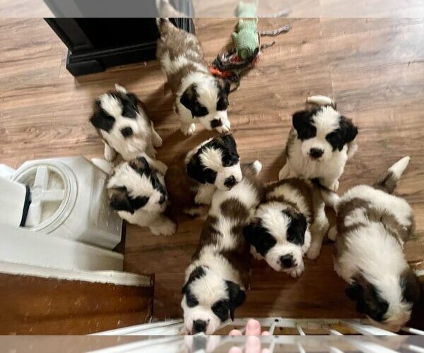 Medium Photo #1 Saint Bernard Puppy For Sale in JOHNSTOWN, PA, USA