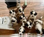 Image preview for Ad Listing. Nickname: Litter of 11