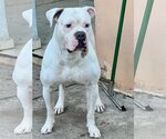 Small Photo #1 American Bulldog Puppy For Sale in Miami, FL, USA