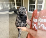 Small #1 Labradoodle