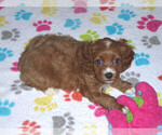 Small Photo #12 Cocker Spaniel-Poodle (Miniature) Mix Puppy For Sale in ORO VALLEY, AZ, USA