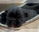 Puppy Ferra American Bullnese
