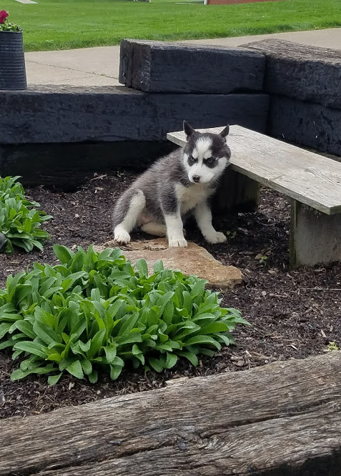 Medium Photo #1 Siberian Husky Puppy For Sale in DUNDEE, OH, USA