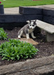 Small Photo #1 Siberian Husky Puppy For Sale in DUNDEE, OH, USA