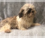 Small Photo #9 Shih Tzu Puppy For Sale in LAKELAND, FL, USA