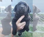Small #17 Labrador Retriever