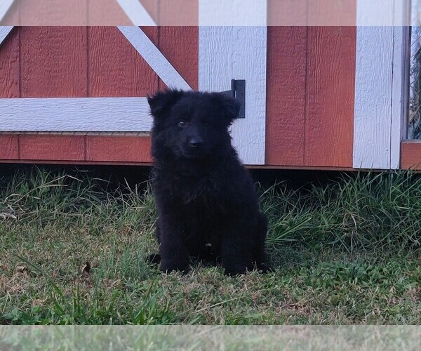 Medium Photo #2 German Shepherd Dog Puppy For Sale in COUCH, MO, USA