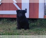 Litter of 2 - Female German Shepherd DogLitter of Puppies for Sale - Photo #2