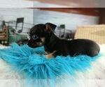 Small #3 Chihuahua