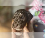 Puppy 2 Poodle (Standard)
