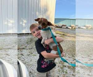 June Buggy - Female Jack Russell Terrier-Unknown Mix Dog for Adoption - Photo #3