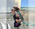 Small Photo #3 Jack Russell Terrier-Unknown Mix Puppy For Sale in Aurora, IN, USA