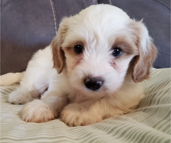 Medium Photo #12 Bernedoodle (Miniature) Puppy For Sale in LEETONIA, OH, USA