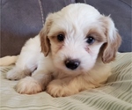 Small #11 Bernedoodle (Miniature)