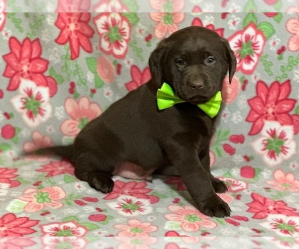 Medium Photo #5 Labrador Retriever Puppy For Sale in LANCASTER, PA, USA