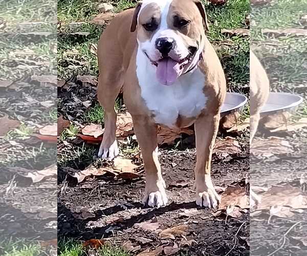 Medium Photo #7 Boxer-Unknown Mix Puppy For Sale in Hinton, WV, USA