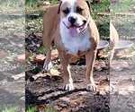Small #6 Boxer Mix