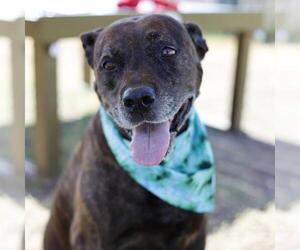 Plott Hound-Unknown Mix Dogs for adoption in San Antonio, TX, USA