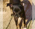 Small Photo #1 Chihuahua Puppy For Sale in Spring Lake, NC, USA