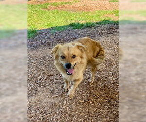 Cardigan Welsh Corgi-Unknown Mix Dogs for adoption in Sparta, TN, USA