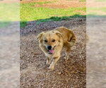 Small Cardigan Welsh Corgi Mix