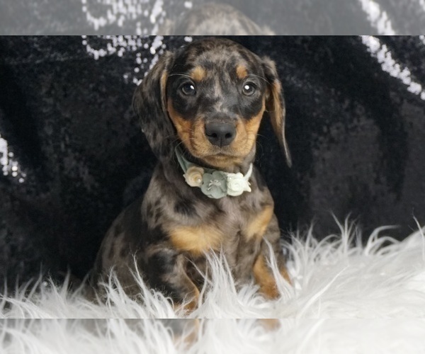 Medium Photo #4 Dachshund Puppy For Sale in WARSAW, IN, USA