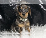 Small #3 Dachshund