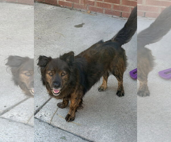 Medium Photo #1 Mutt Puppy For Sale in Raleigh, NC, USA