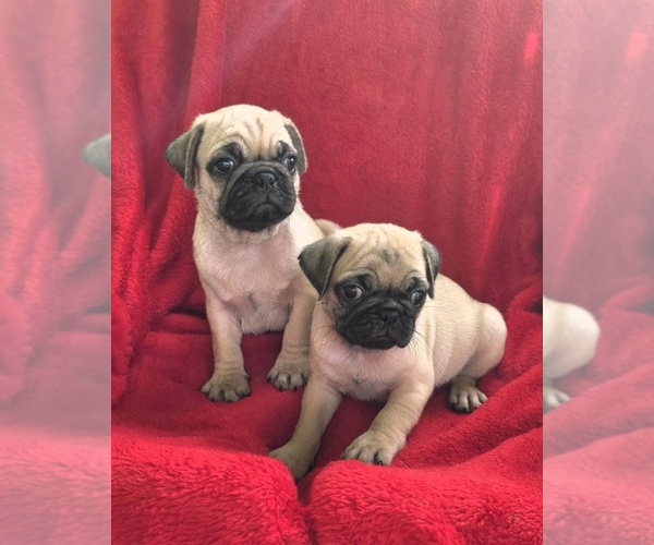 Medium Photo #1 Pug Puppy For Sale in SILVER SPRINGS, FL, USA
