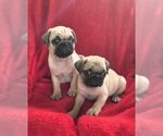 Small Pug