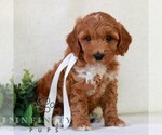 Small #3 Goldendoodle (Miniature)