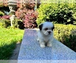 Small Photo #17 Shih Tzu Puppy For Sale in HAYWARD, CA, USA