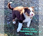 Small Photo #84 Border Collie Puppy For Sale in BYBEE, TN, USA