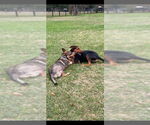 Small #7 Doberman Pinscher Mix