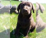 Puppy Molly Labrador Retriever