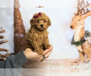 Poodle (Toy) Puppy for sale in WARSAW, IN, USA
