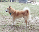 Small #1 Shiba Inu