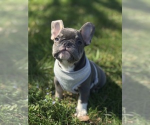 Medium French Bulldog